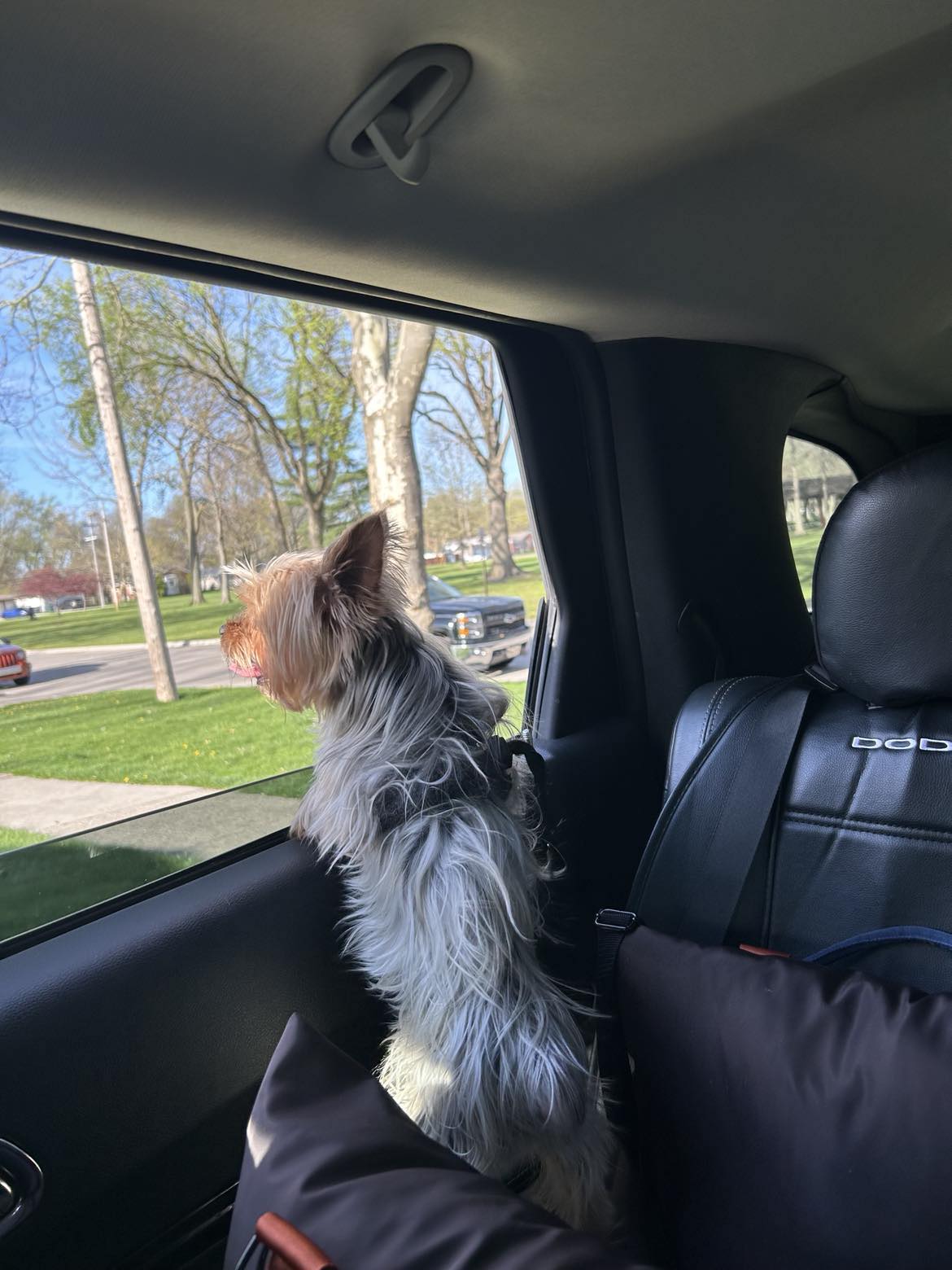 Sleeping Paws Pooch Pad (Dog Bed Car Seat)