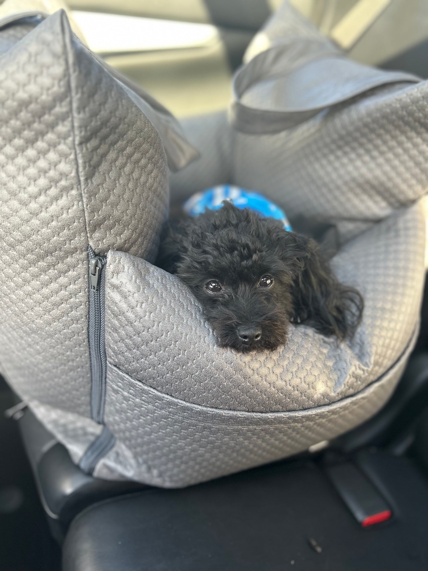 Sleeping Paws Luxe Pooch Pad (Dog Bed Car Seat)
