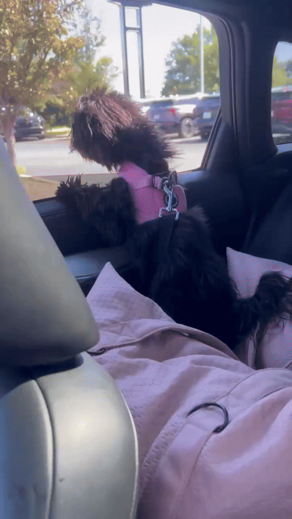 Sleeping Paws Luxe Pooch Pad (Dog Bed Car Seat)
